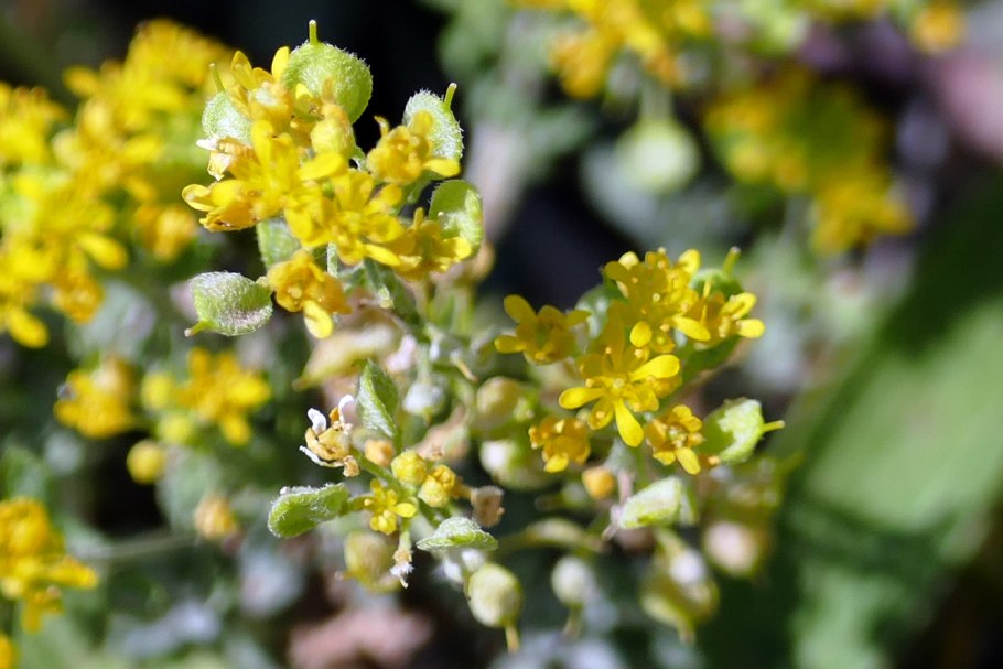 Бурачок горный (Alyssum montanum)
