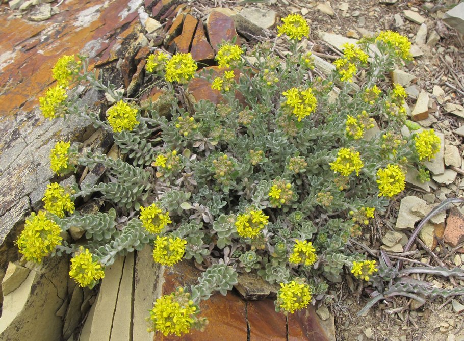 Aurinia saxatilis