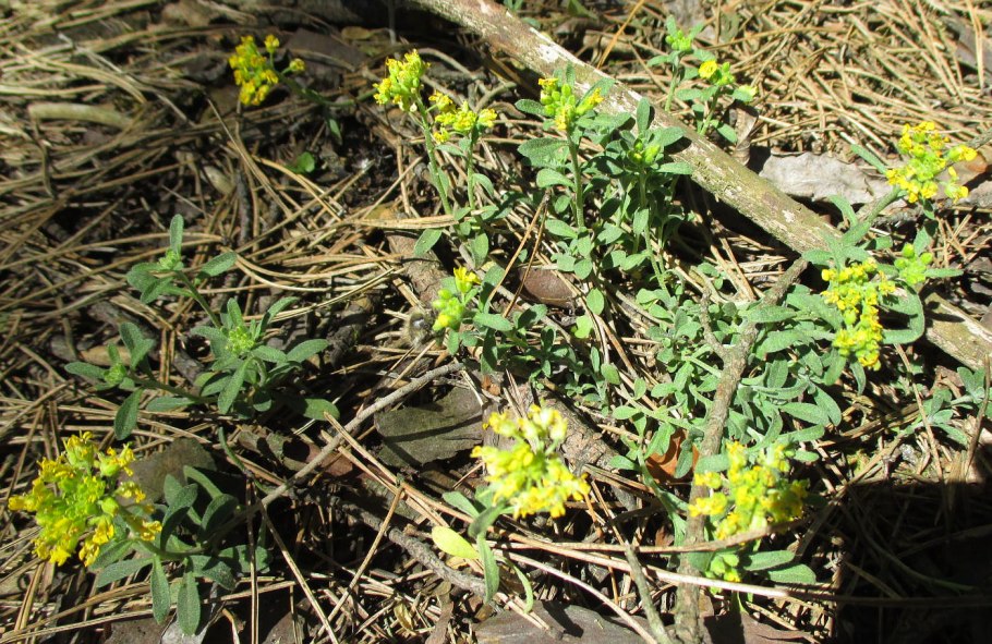 Бурачок горный (Alyssum montanum)