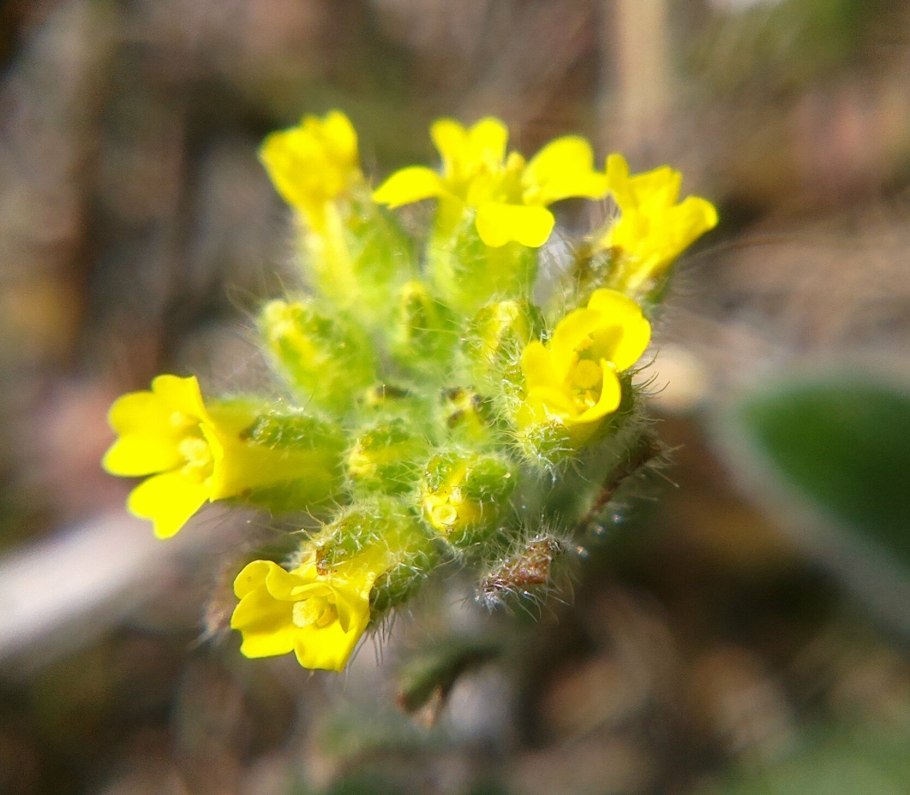 Бурачок Ленский Alyssum Lenense