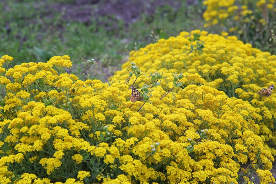 Бурачок Ленский Alyssum Lenense