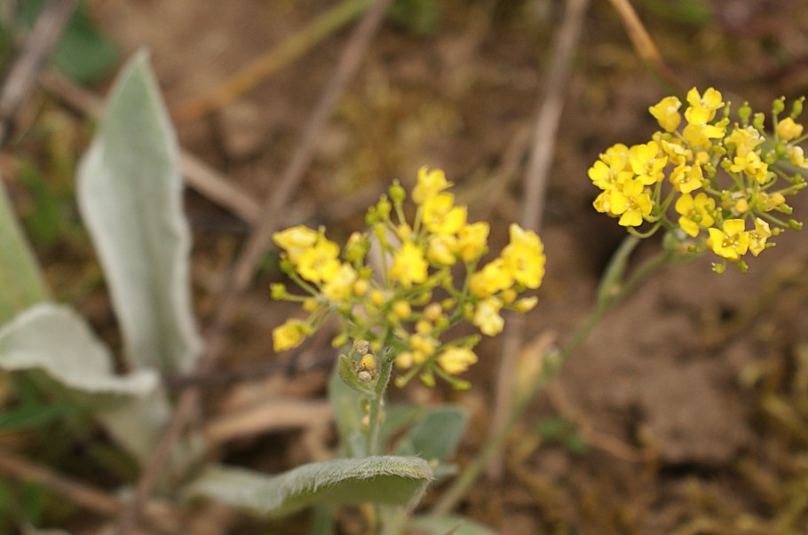 Алиссум Lobularia maritima