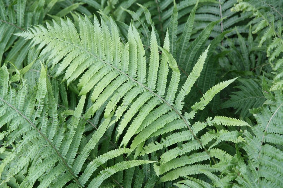 Гигрофит папоротник