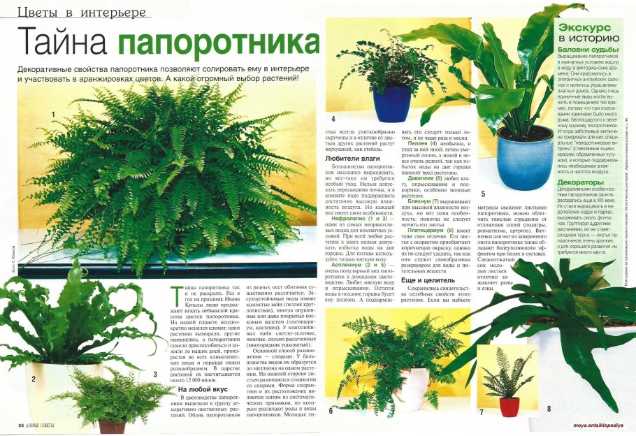 Папоротник мелколистный