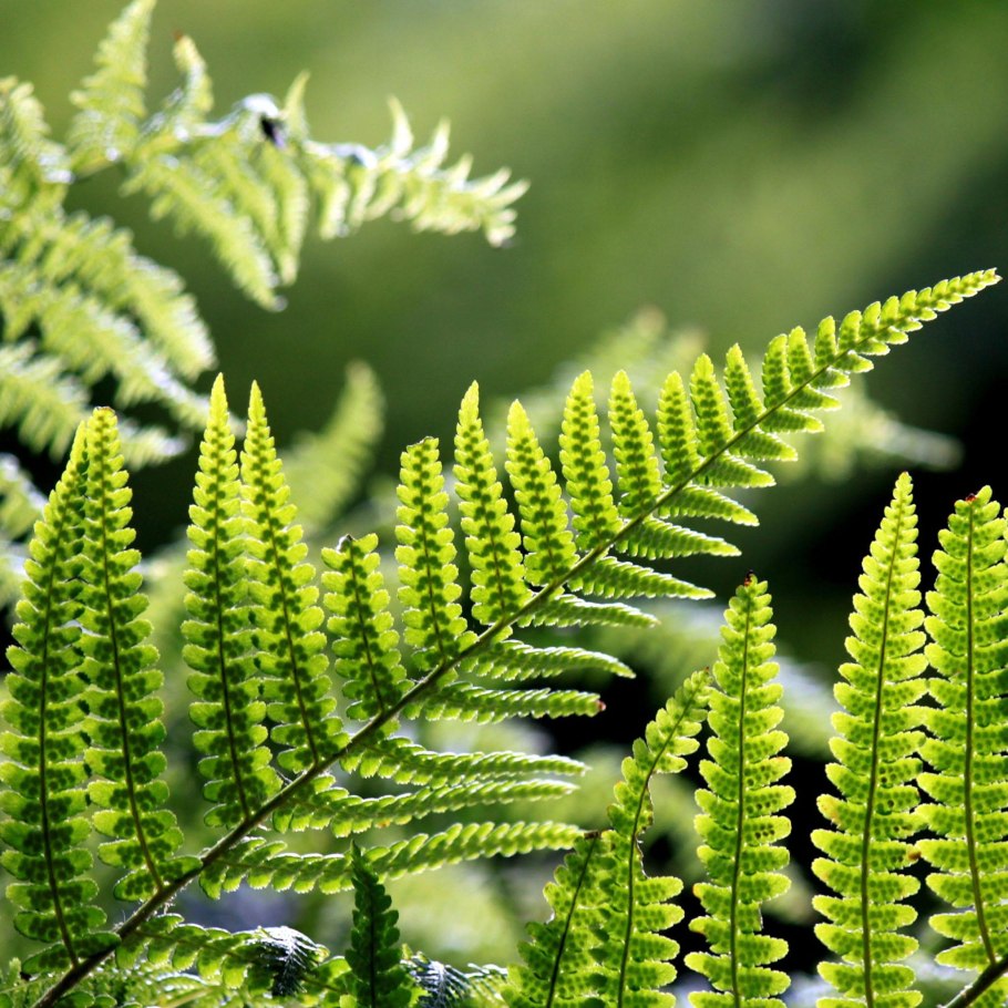 Жизненный цикл папоротника