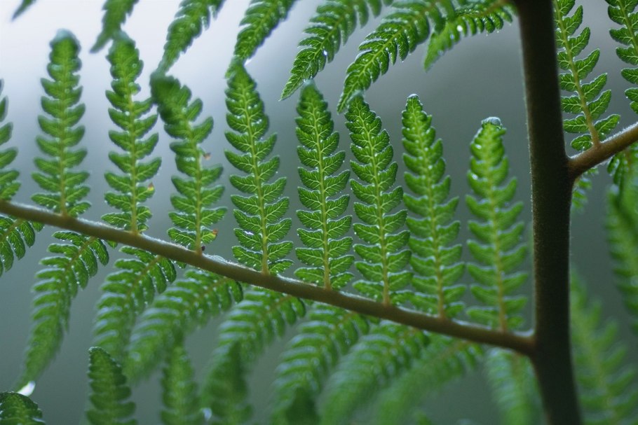 Ткань папоротниковых ботаника