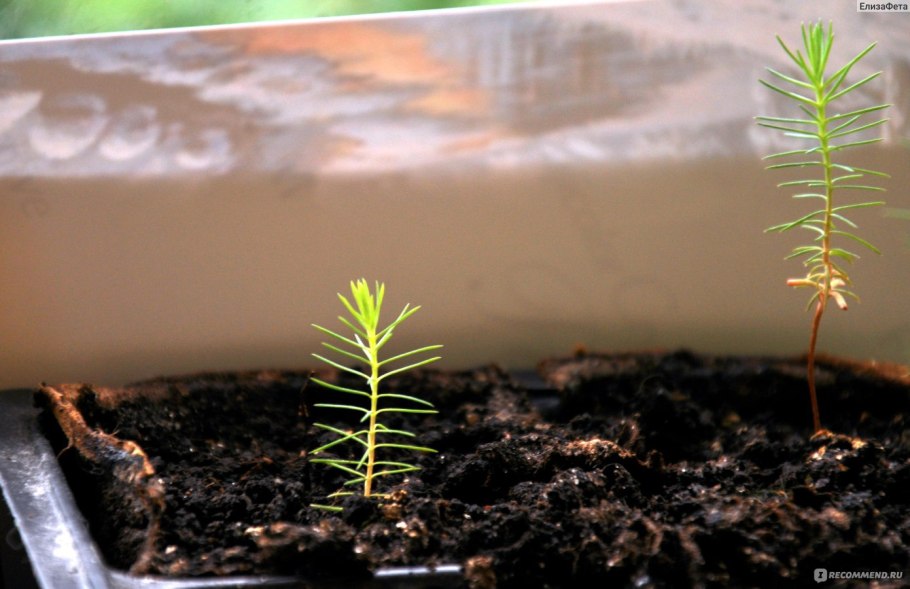 Еловые семена