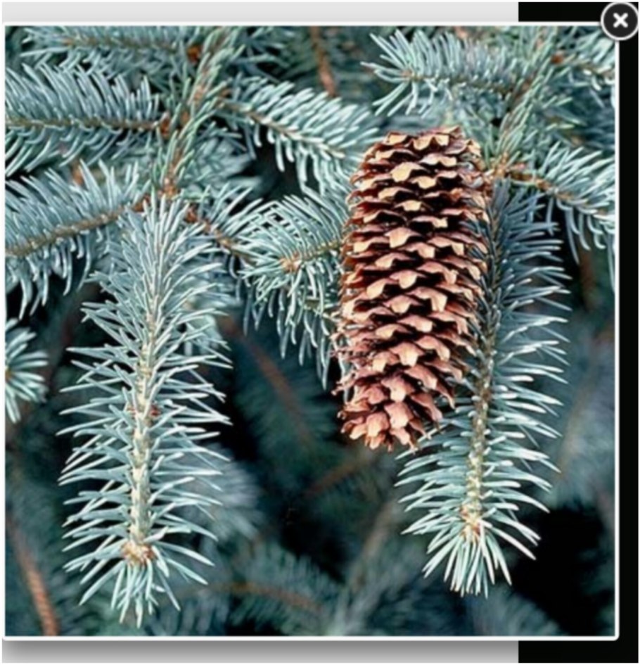 Ель голубая Мейера