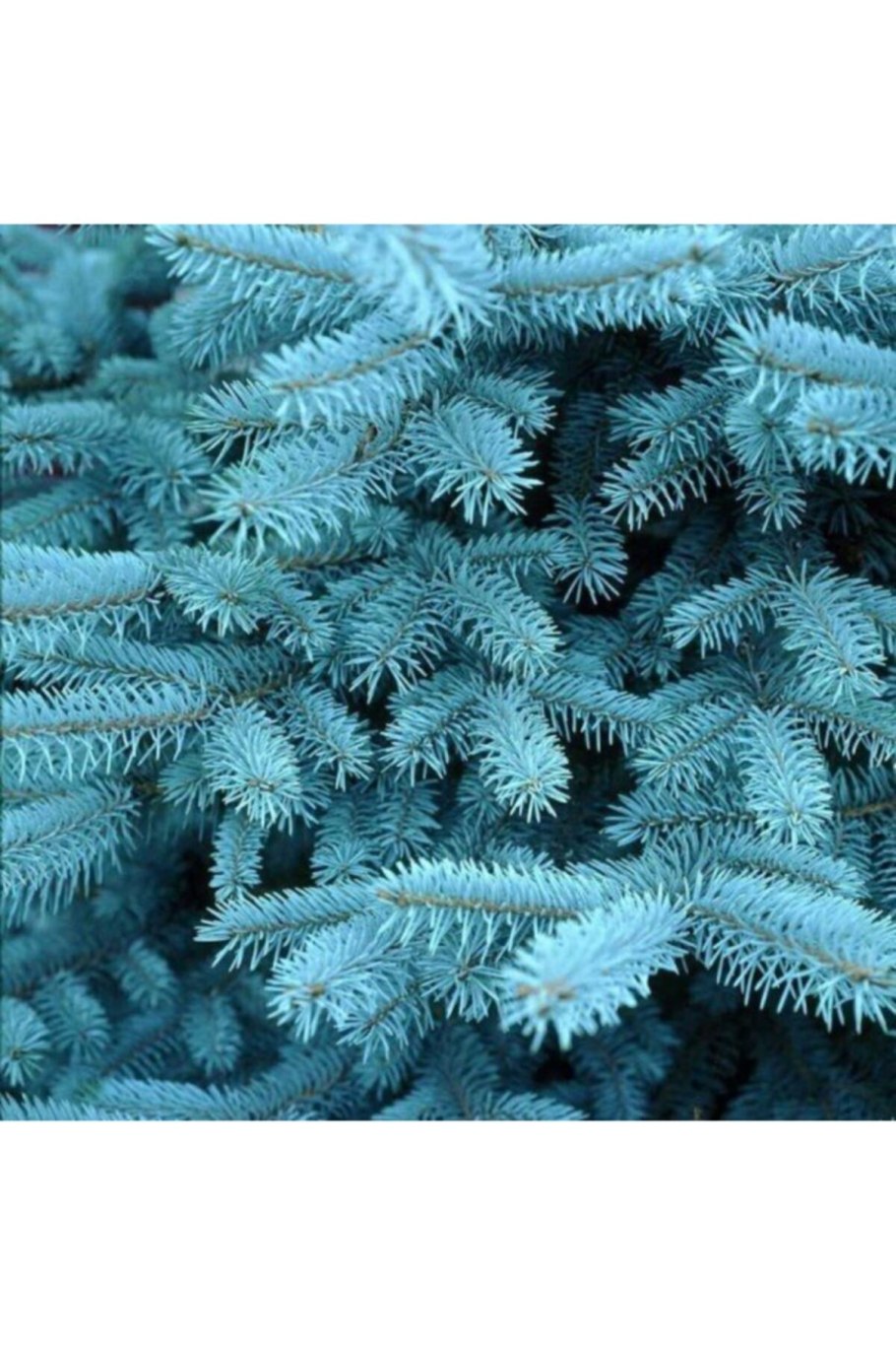 Голубая ель Росток