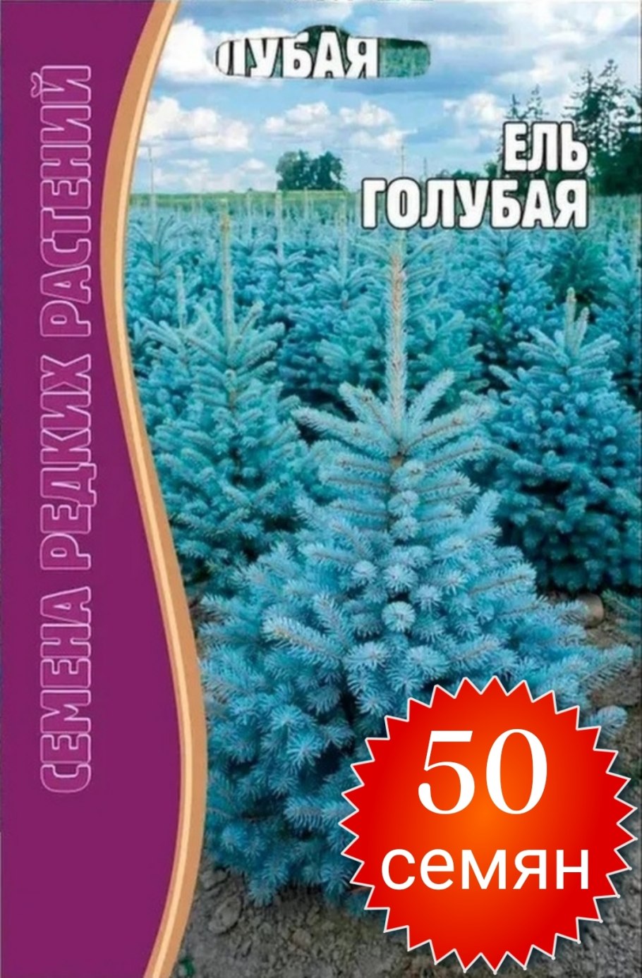 Ель колючая Мисти Блю