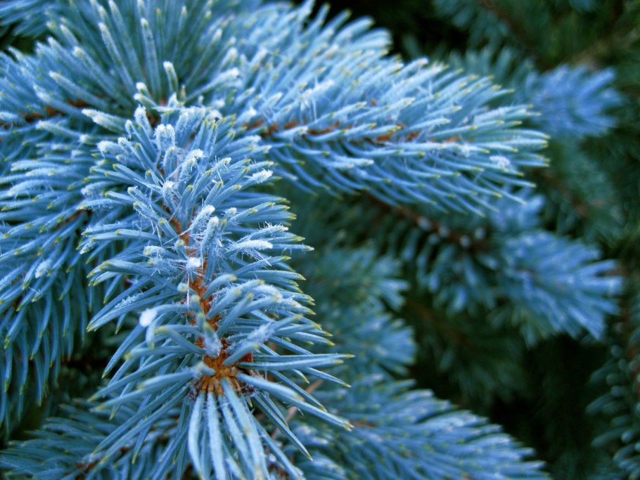 Голубая ель семена кг1