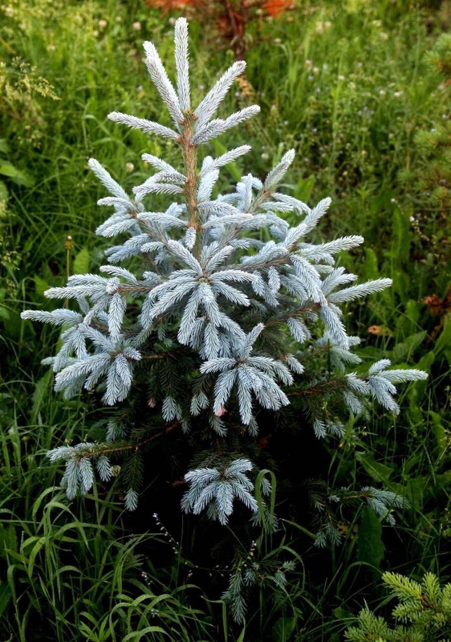 Ель Хупси на штамбе