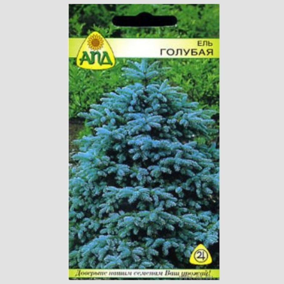 Ель канадская coerulea