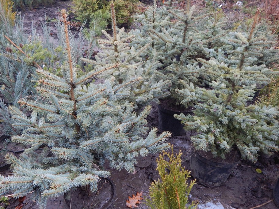 Лесландия неон ель голубая