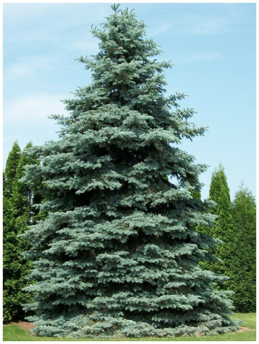 Лапник голубой ели