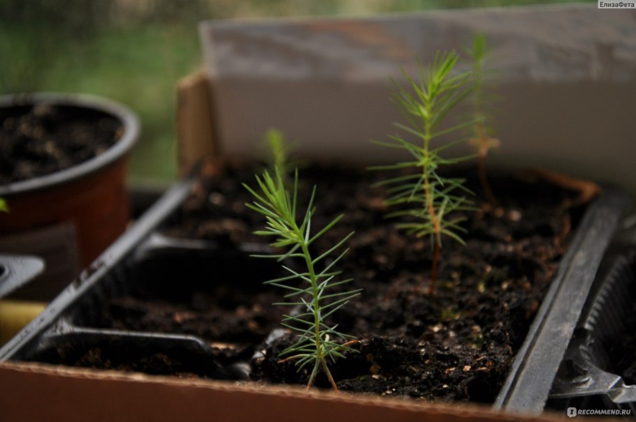 Сосна Горная сеянец