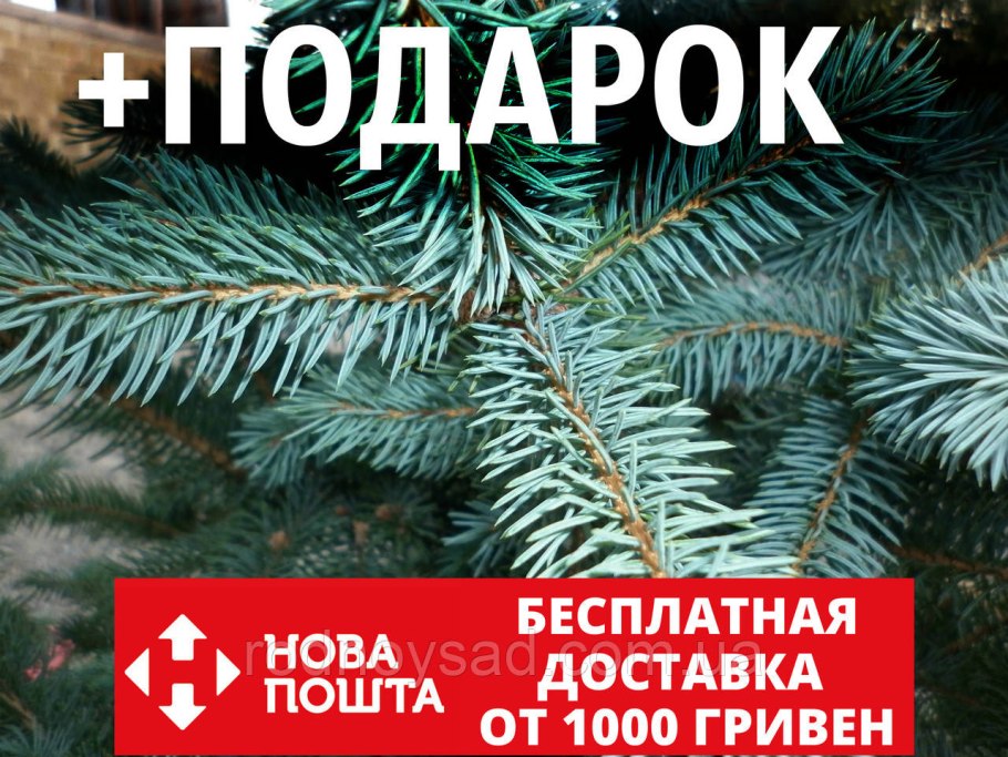 Ель голубая хвоинки