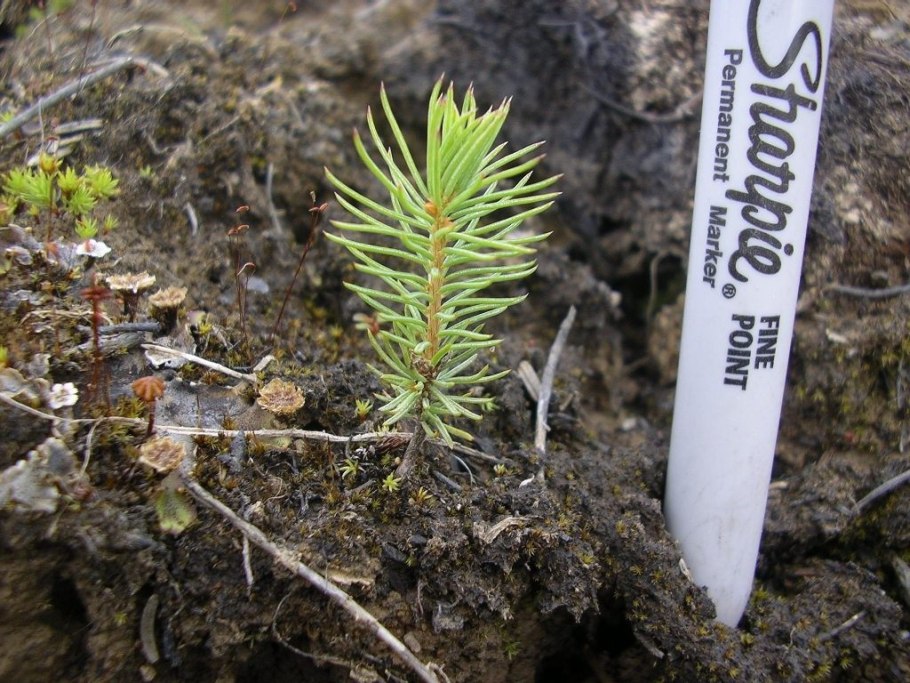 Голубая ель черенкование