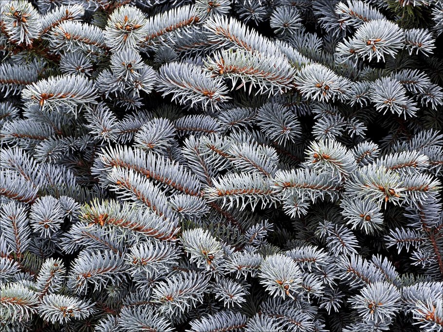 Семена голубой ели в Ашане