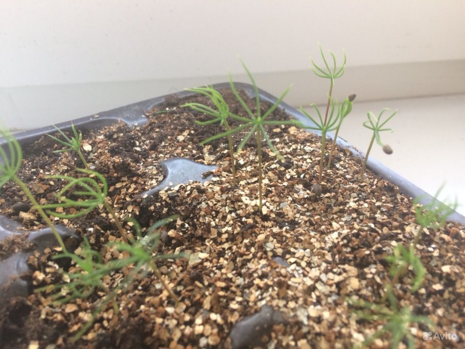 Сеянцы ель колючая