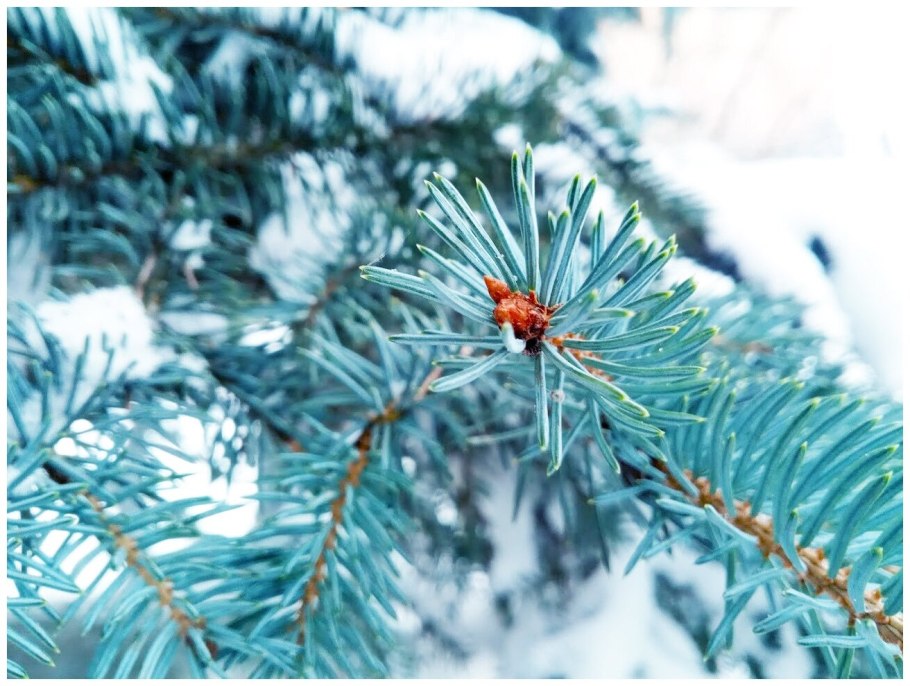 Ель колючая glauca Extra