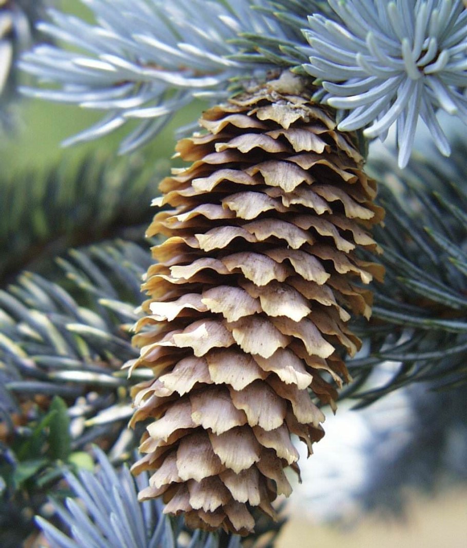 Семена голубой ели