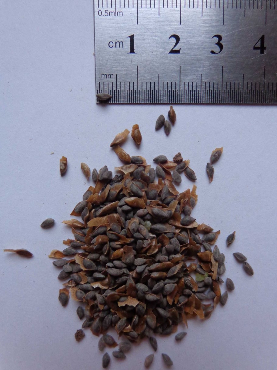 Голубая ель приросты