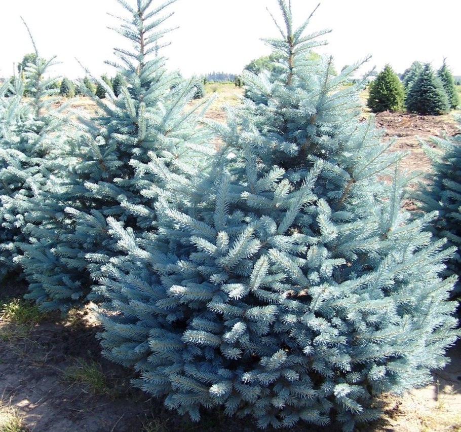 Бонсай голубая ель