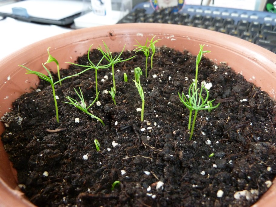 Ель колючая ф.голубая