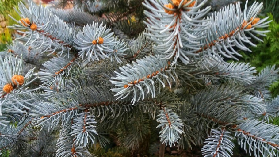 Ель голубая стратификация