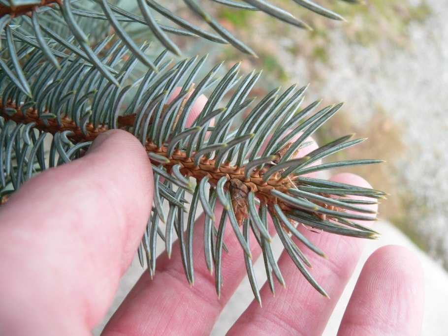 Голубая ель семена кг1