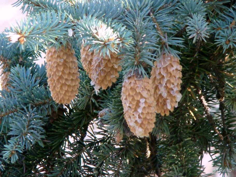 Купить ель сосну в подарок