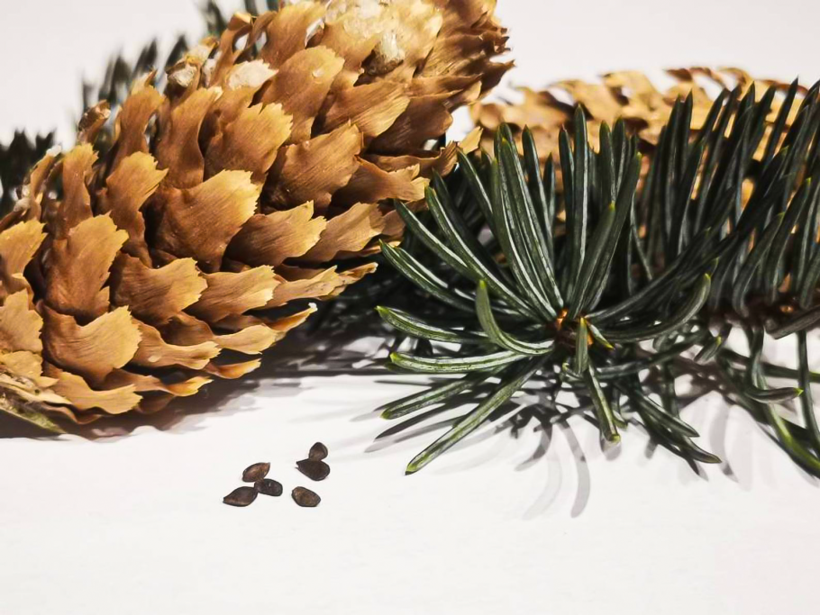 Набор для выращивания Эйфорд Экокуб голубая ель ECB-01-01