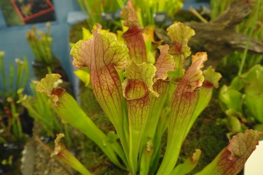 Саррацения Монтана