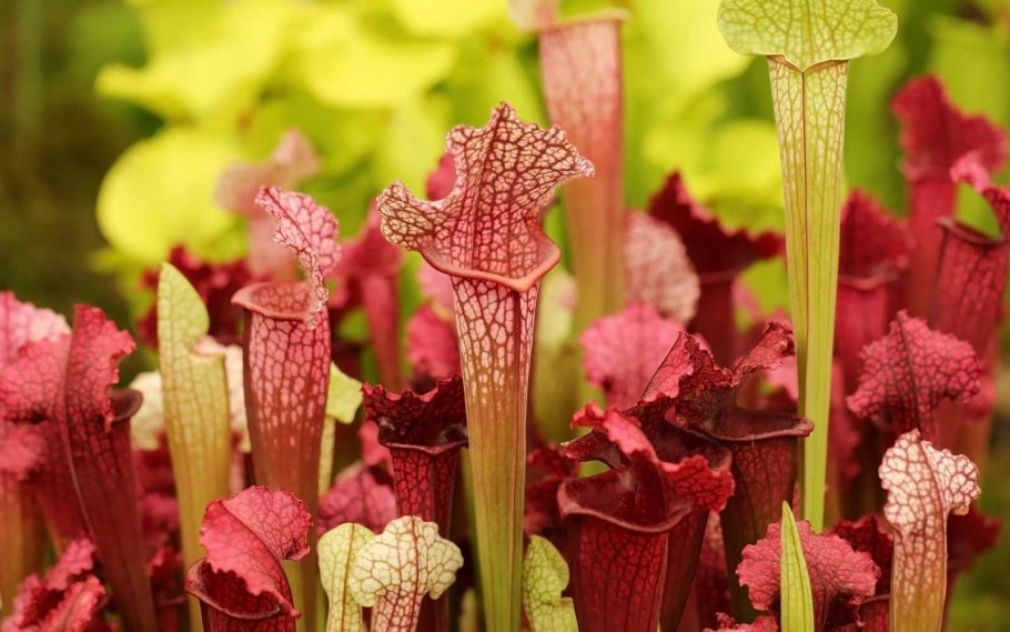 Sarracenia jonesii