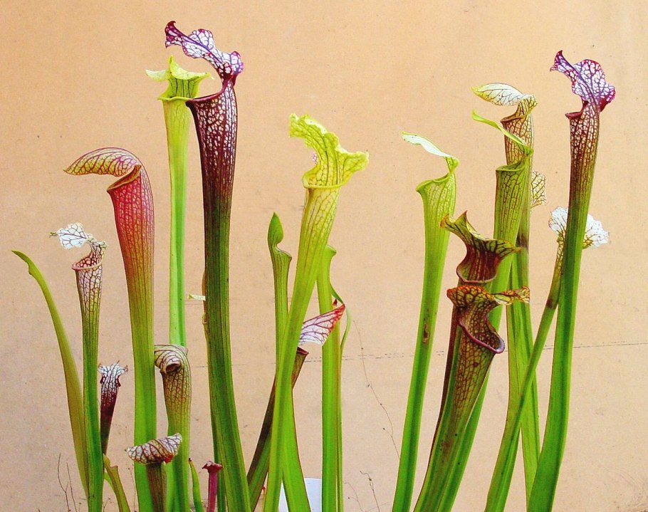 Sarracenia purpurea черный фон