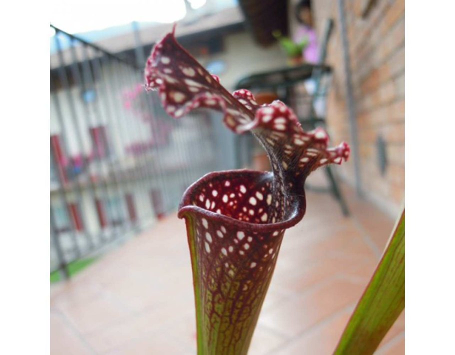 Саррацения как выглядит цветоножка