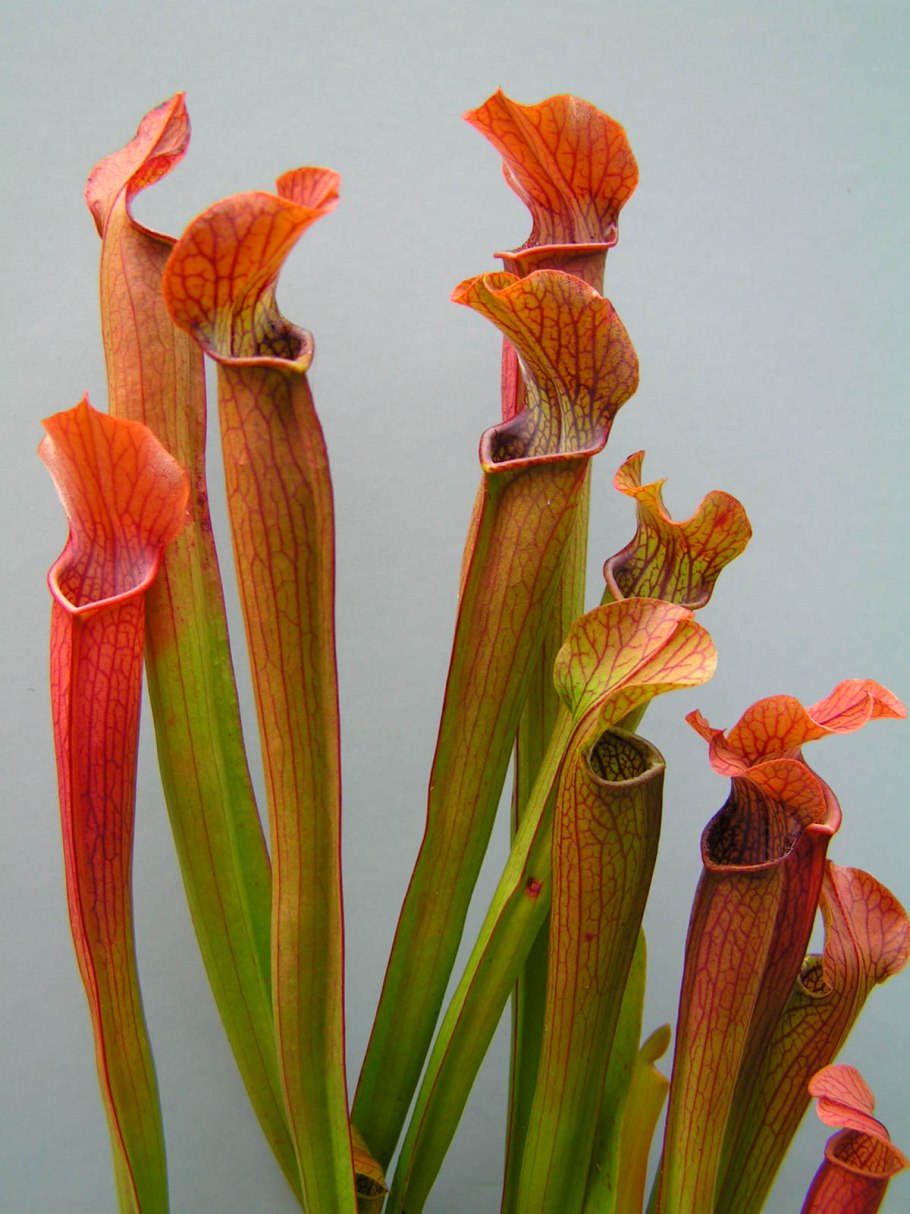 Sarracenia purpurea плотоядное растение