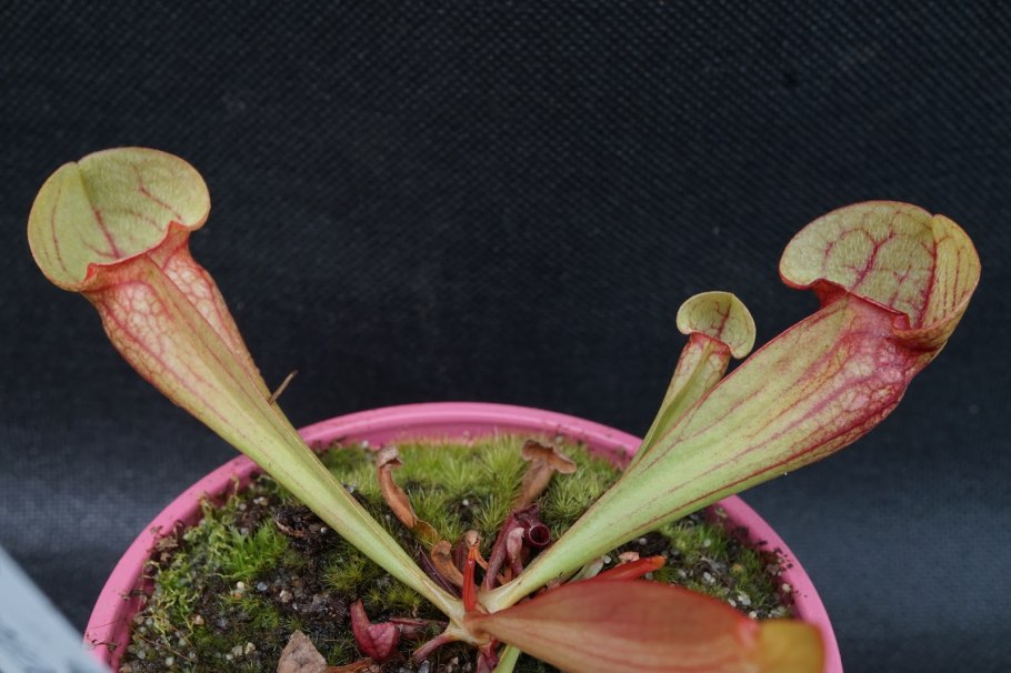 Саррацения Фиона