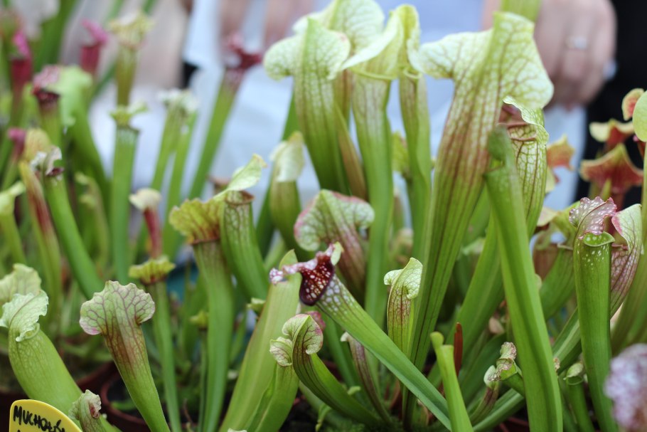 Саррацения (Sarracenia)