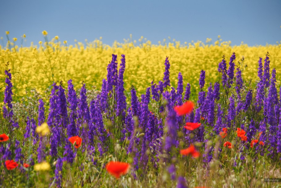 Пшеничные поля Приднестровье