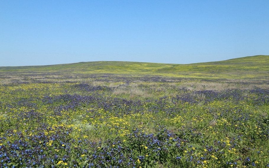 Животные степей Украины