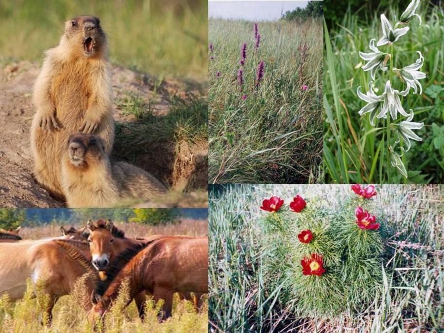 Степные медоносные травы Крыма