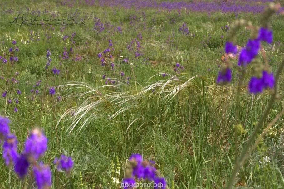 Новоаннинский район луговые поля