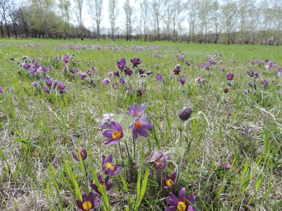 Поля дельфиниума в Крыму