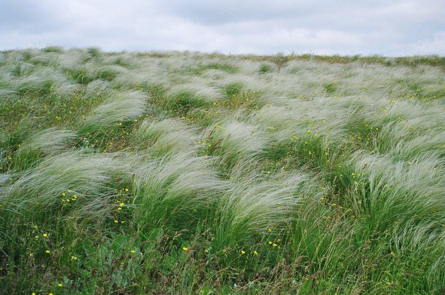 Прокудин-Горский васильки во ржи