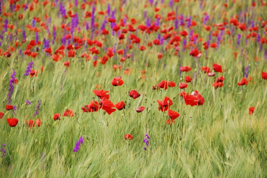 Разнотравно-злаковые Луга