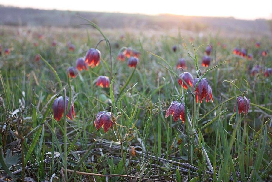 Кубанская степь Краснодарский край