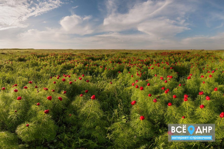 Хомутовская степь Меотида