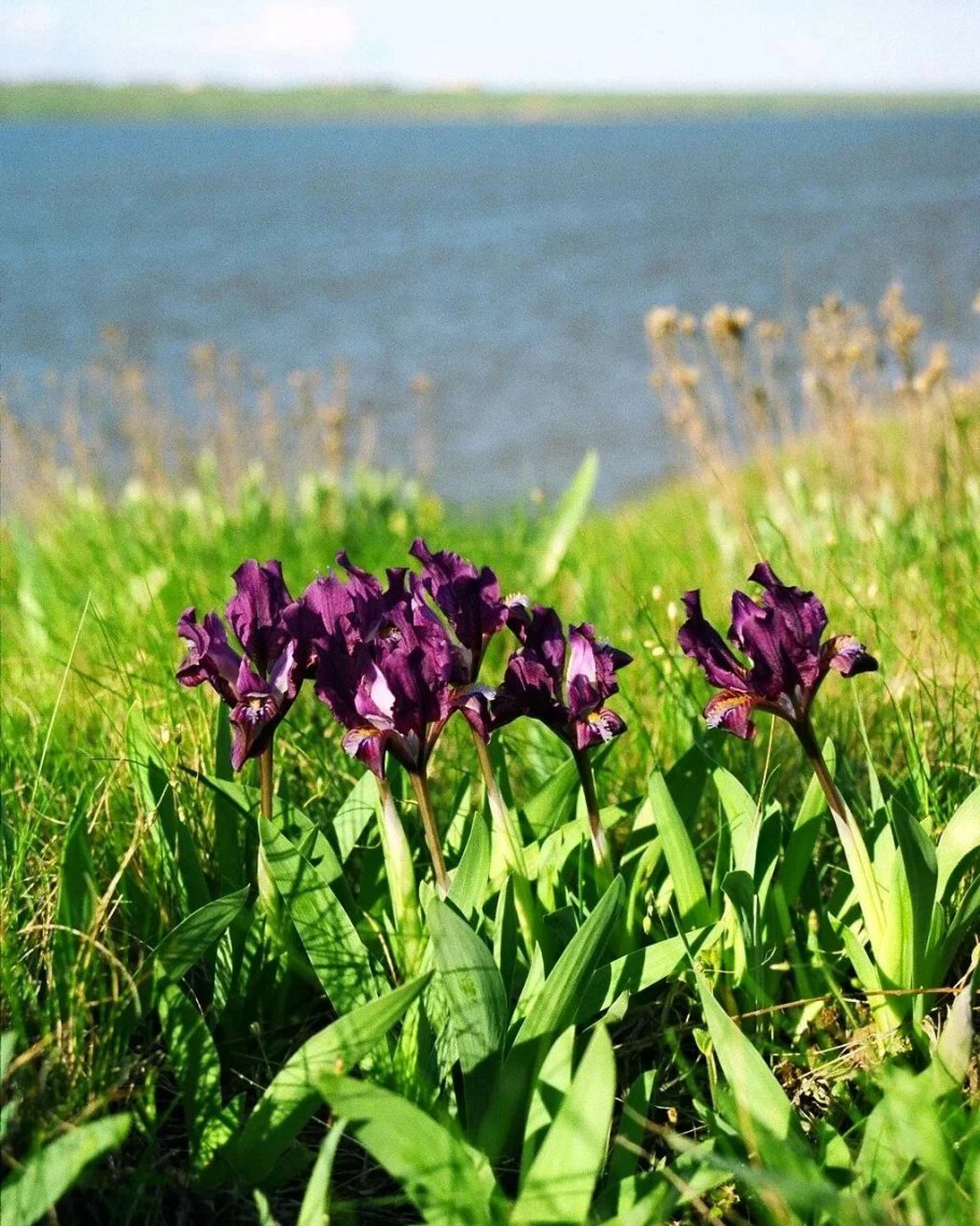 Разнотравье лесостепи